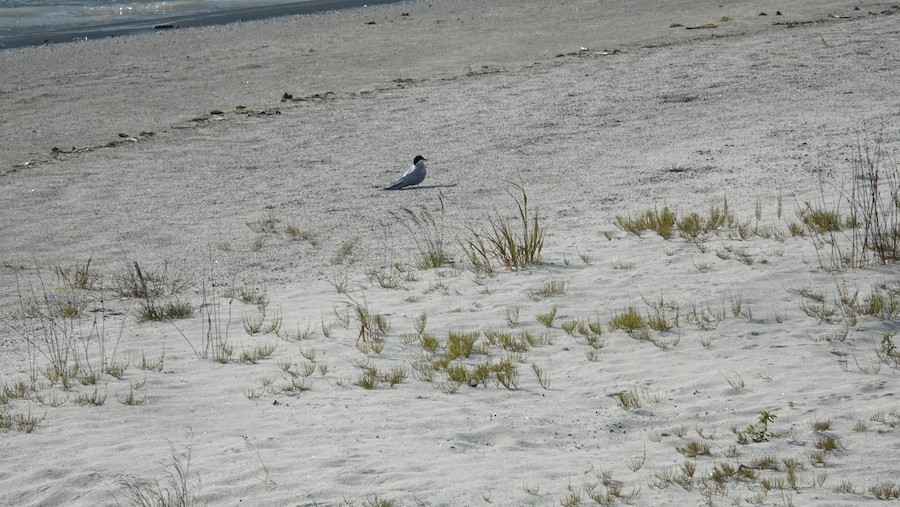 Arctic Tern - ML645228908