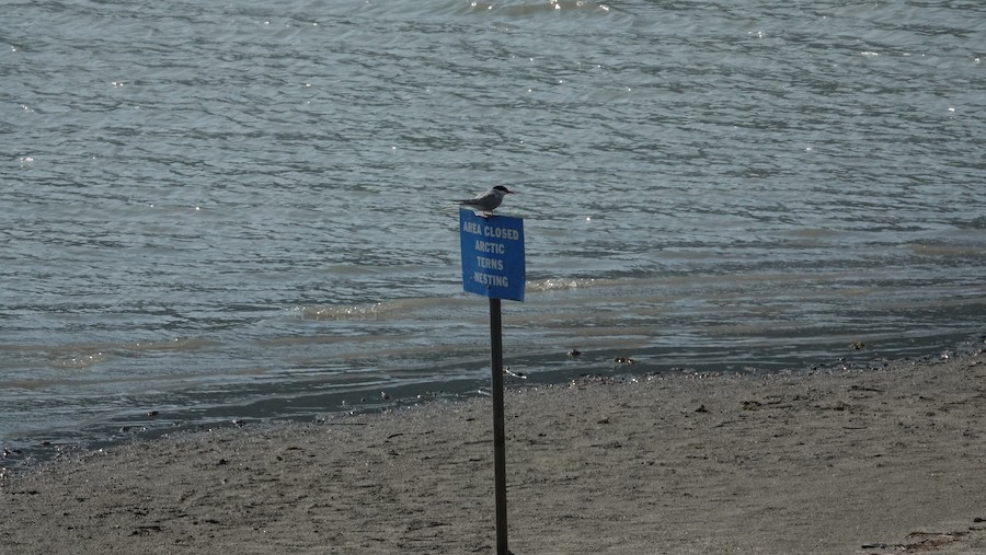 Arctic Tern - ML645228909