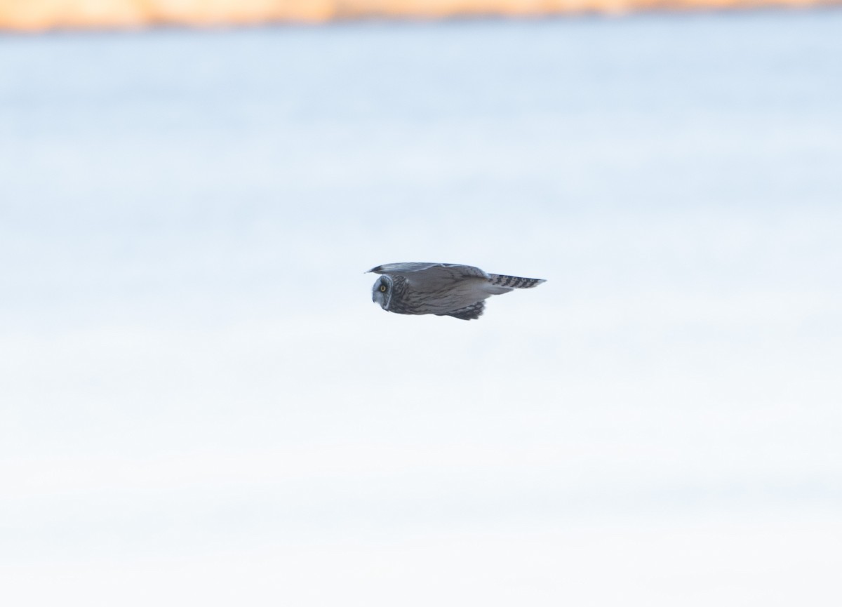 Short-eared Owl - ML645228910