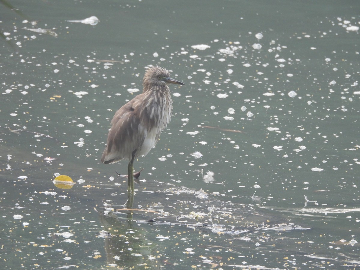 Indian Pond-Heron - ML645228921