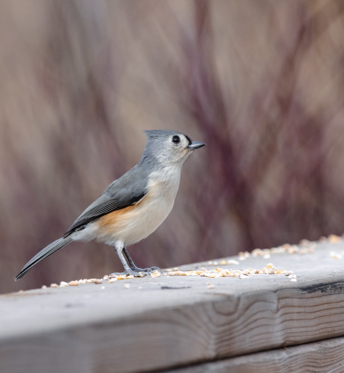 Tufted Titmouse - ML645228922