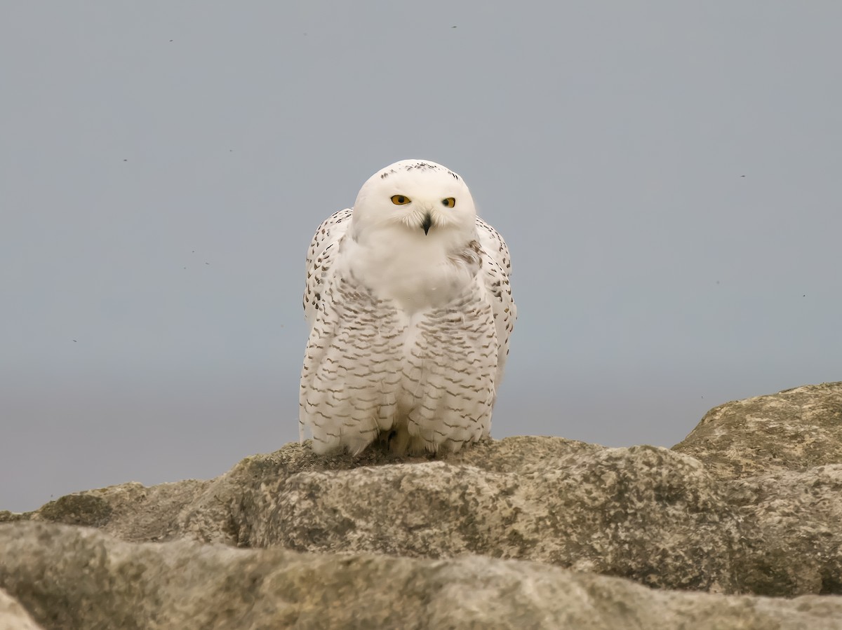 Snowy Owl - ML645228925