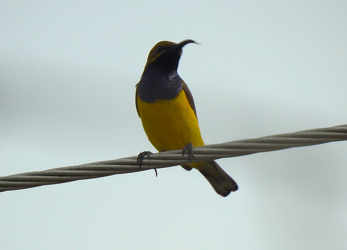 Sahul Sunbird - ML645228928