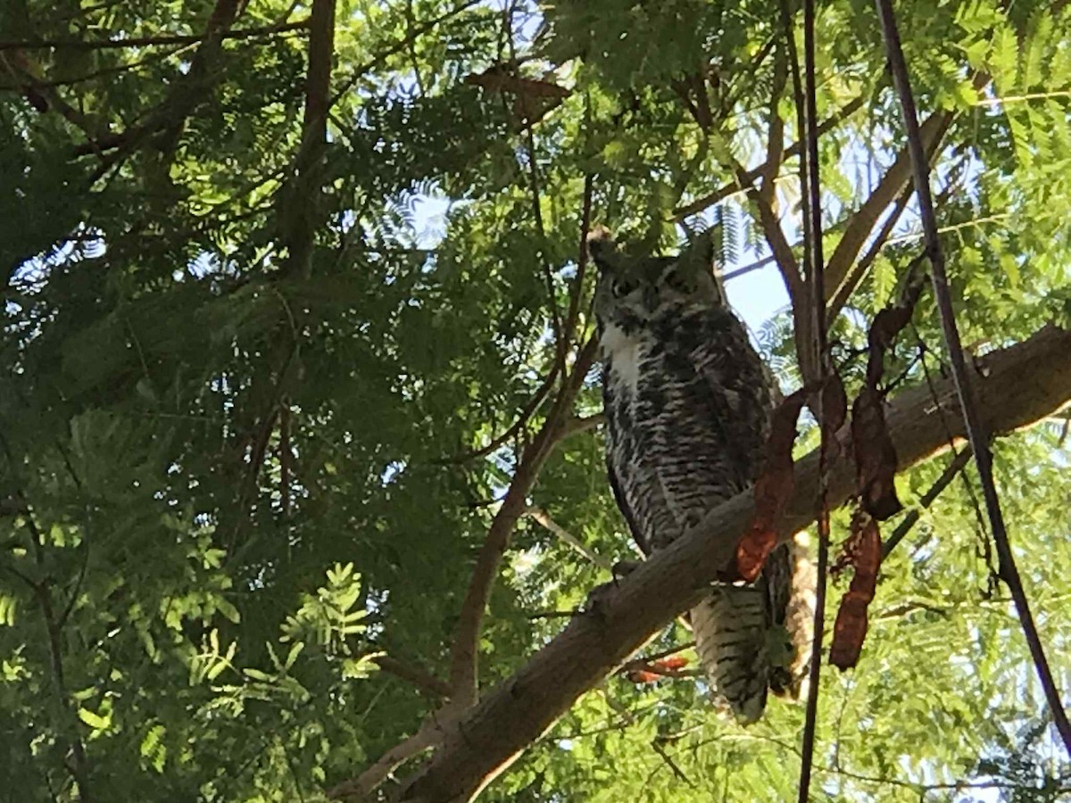 Great Horned Owl - ML645228931