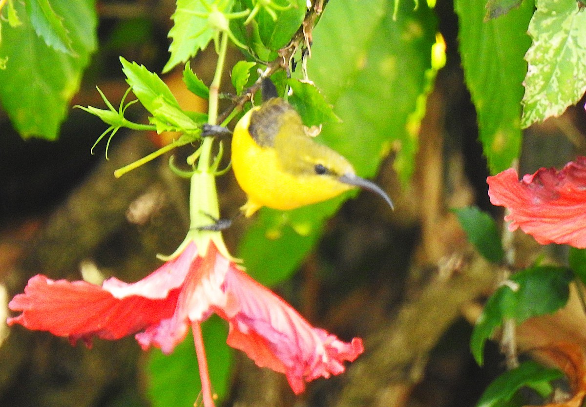 Sahul Sunbird - ML645228941