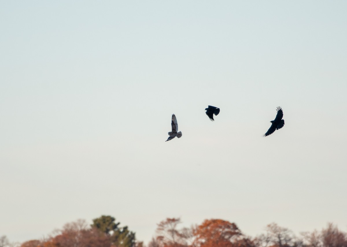 Short-eared Owl - ML645228943