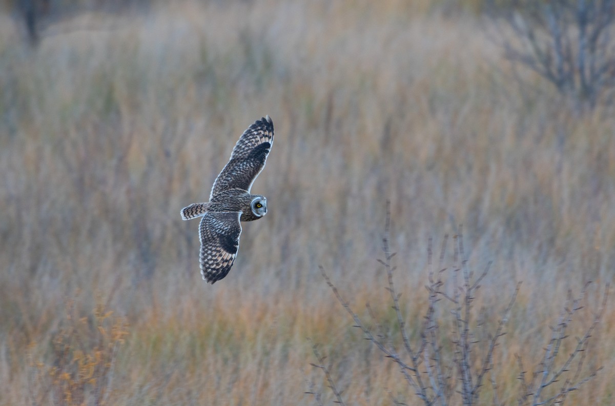 Short-eared Owl - ML645228944