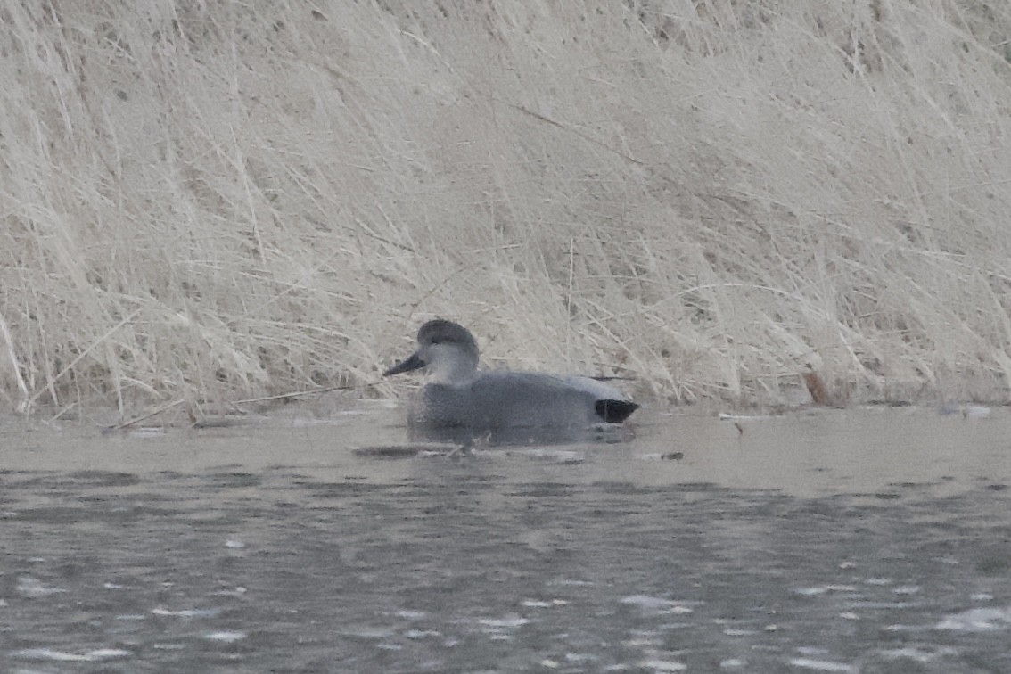 赤膀鴨 - ML645228947