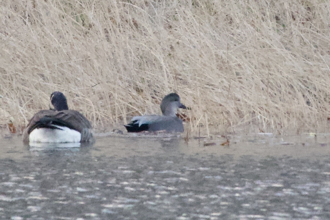 赤膀鴨 - ML645228948