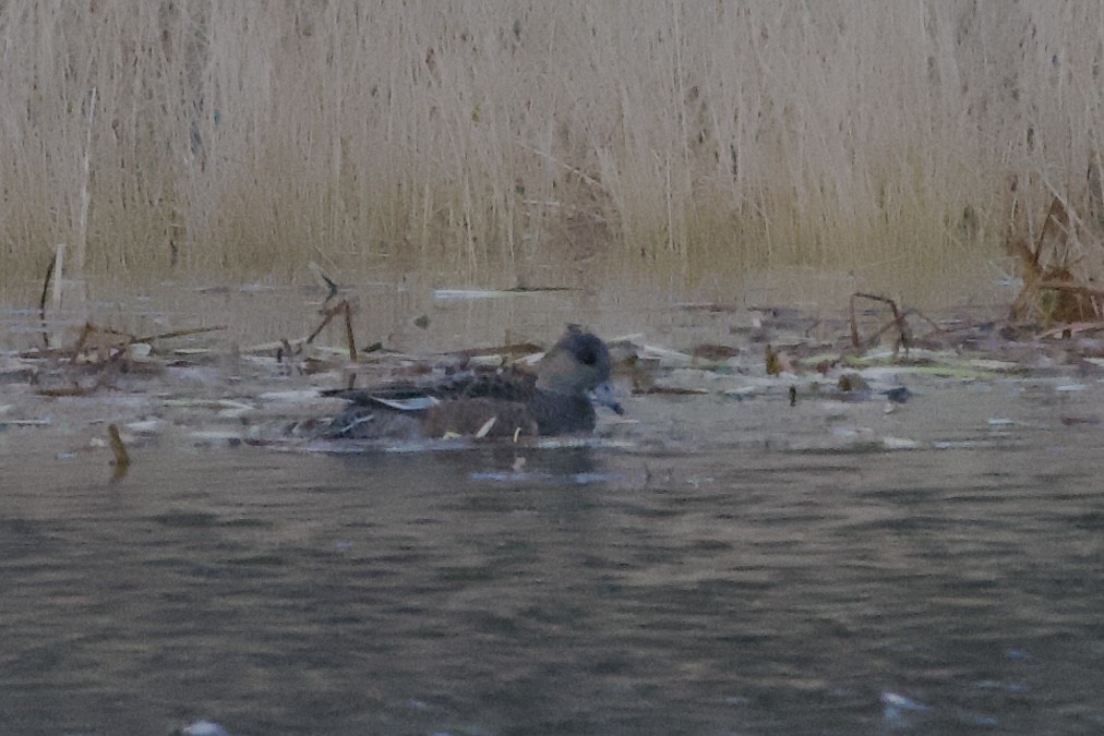 葡萄胸鴨 - ML645228956