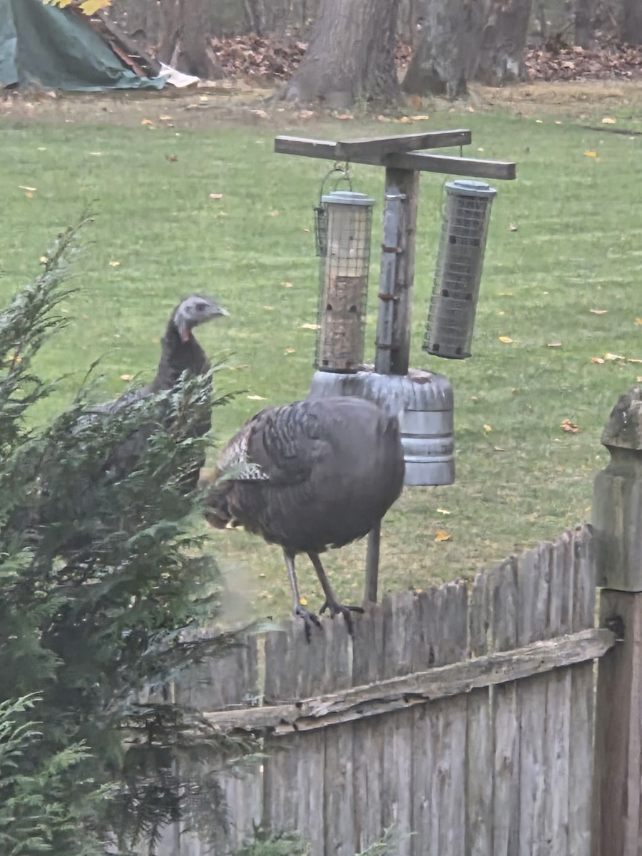 Wild Turkey - ML645228957