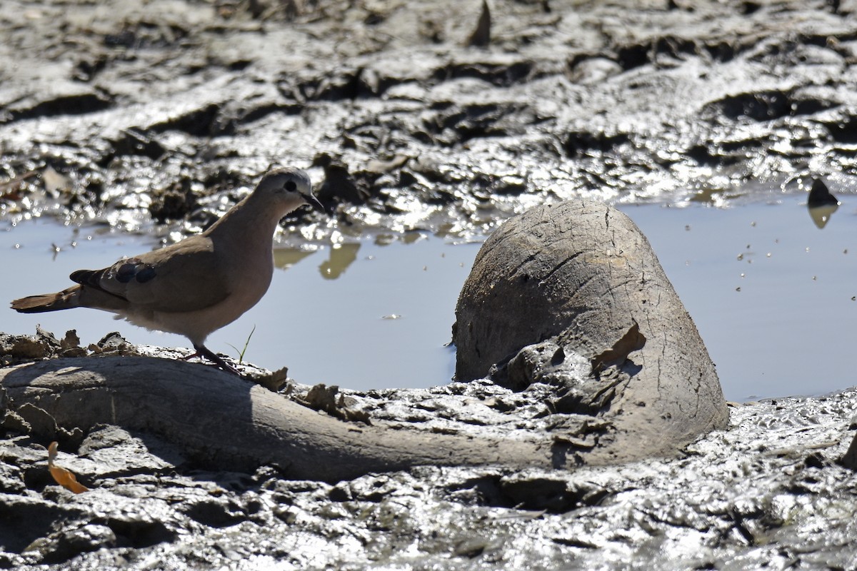 Tourtelette émeraudine - ML645228968