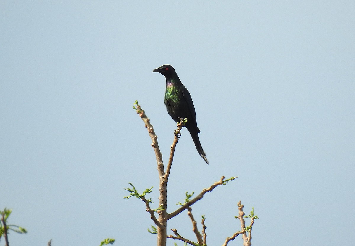 špaček lesklý - ML645228971