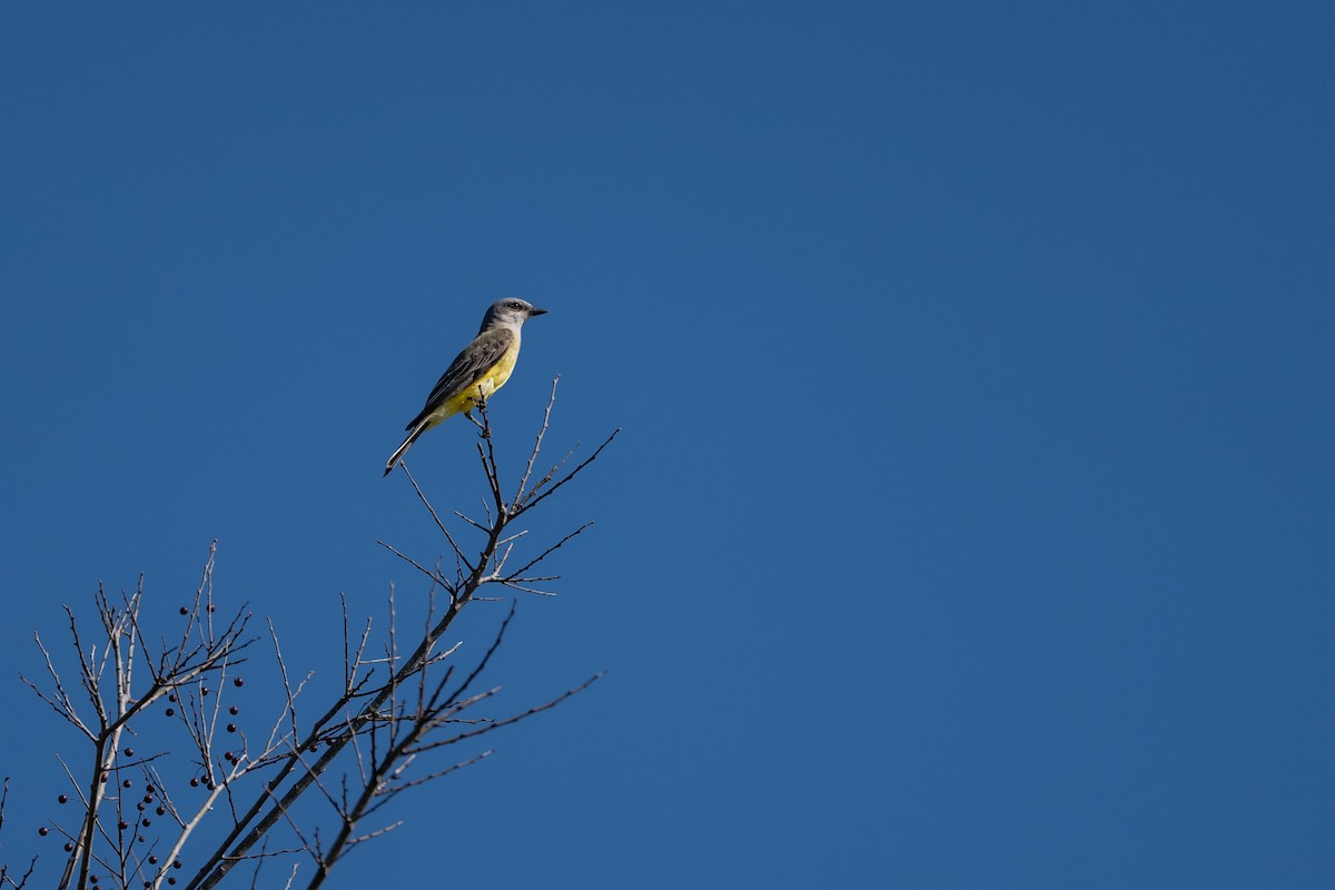 Western Kingbird - ML645228979
