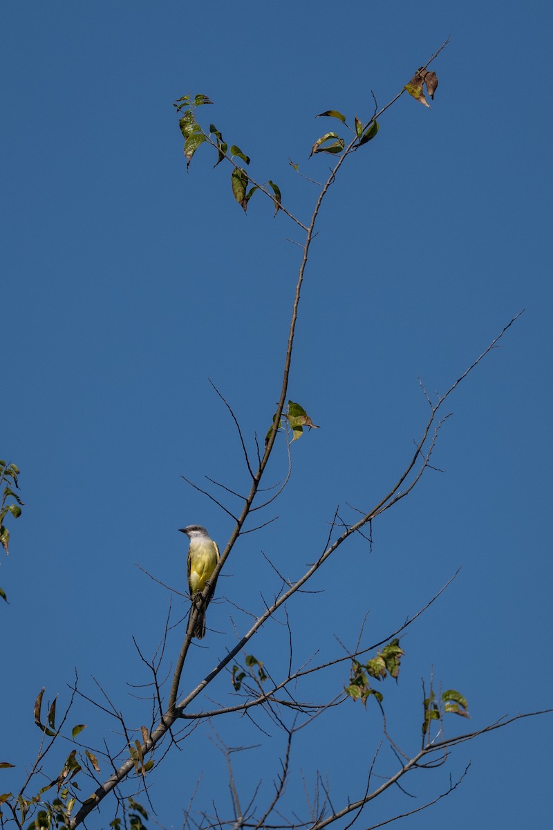 Western Kingbird - ML645228980