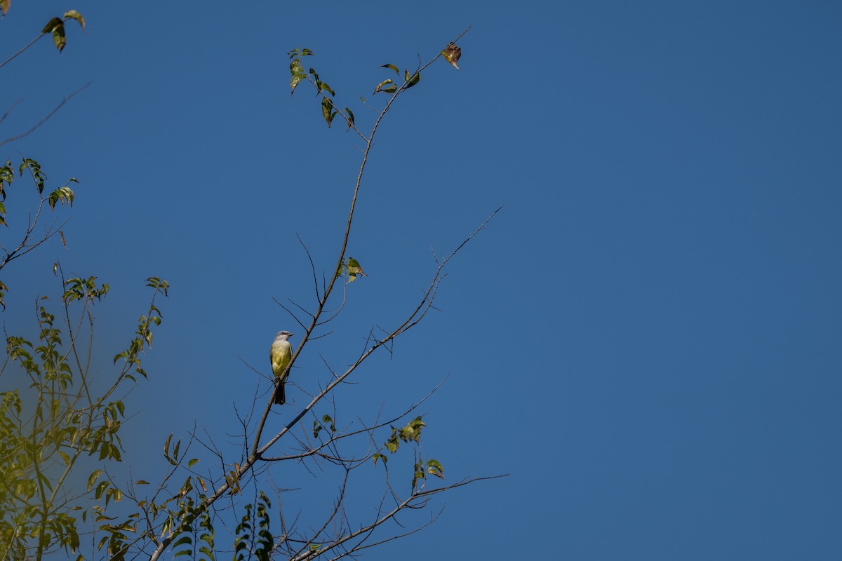 Western Kingbird - ML645228998