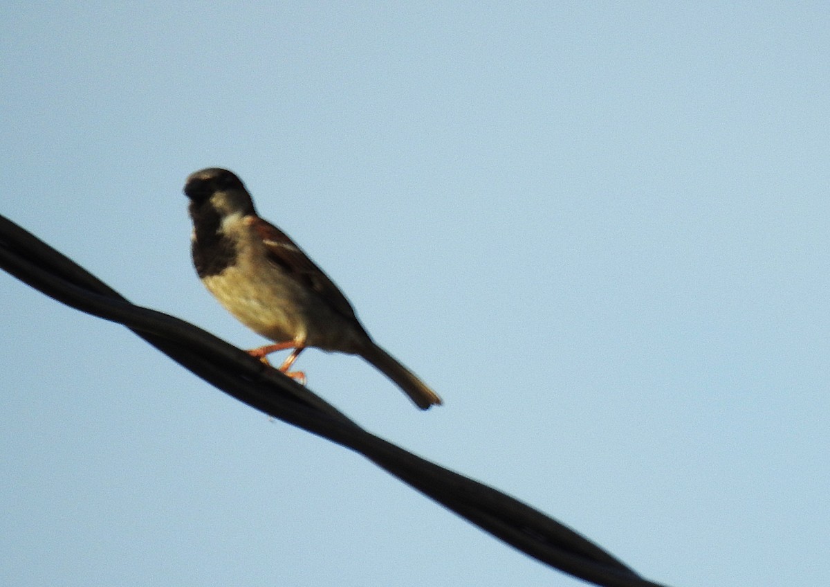 House Sparrow - ML645229003