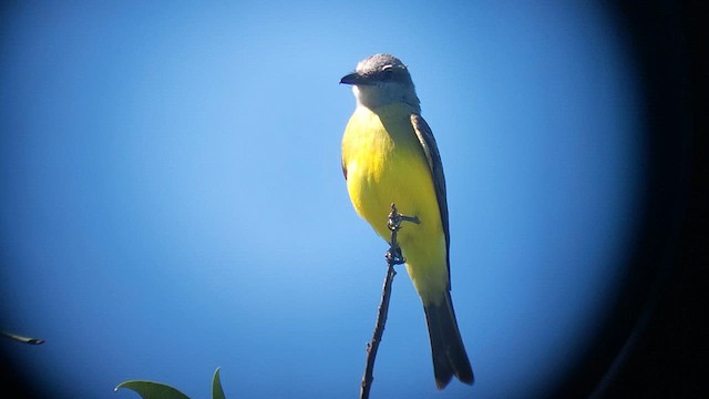 Tropical Kingbird - ML645229005