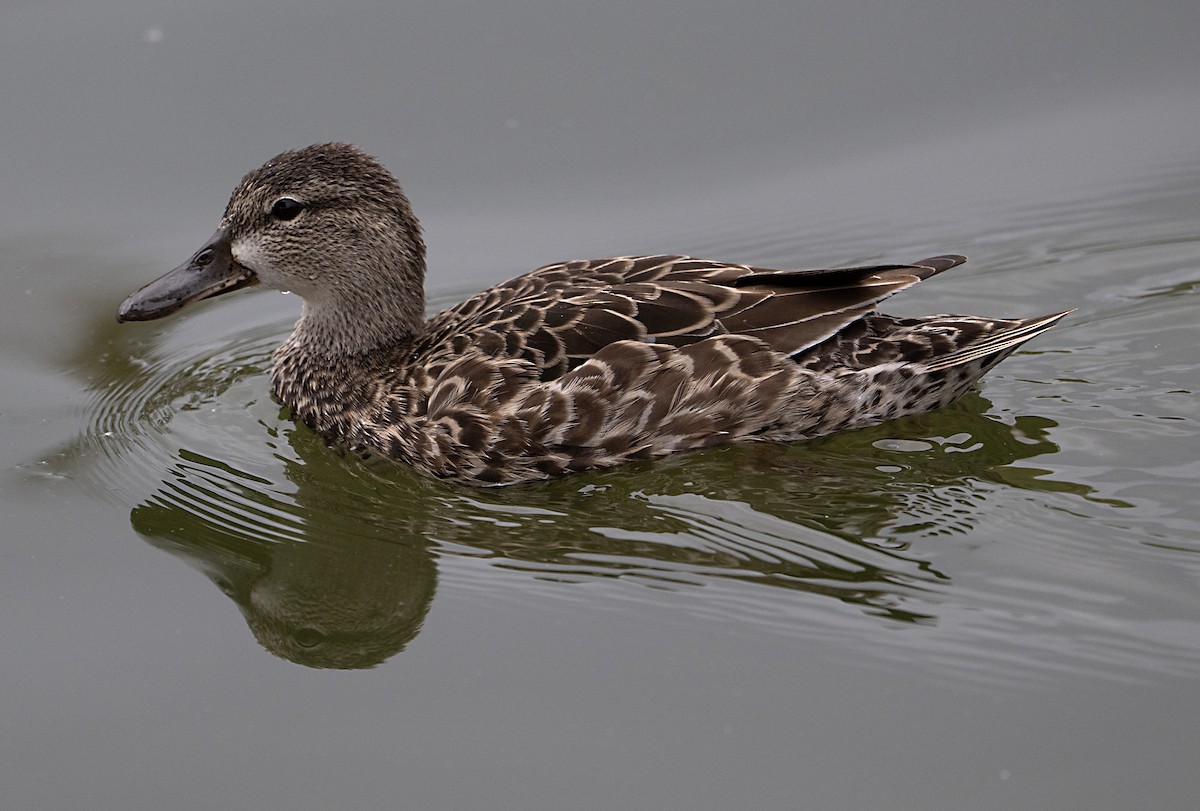 čírka modrokřídlá - ML645229030