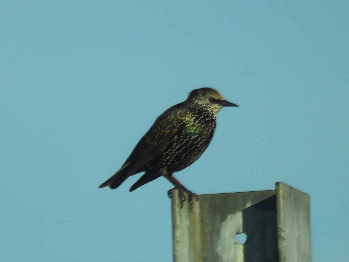 Arabazozo pikarta - ML645229031