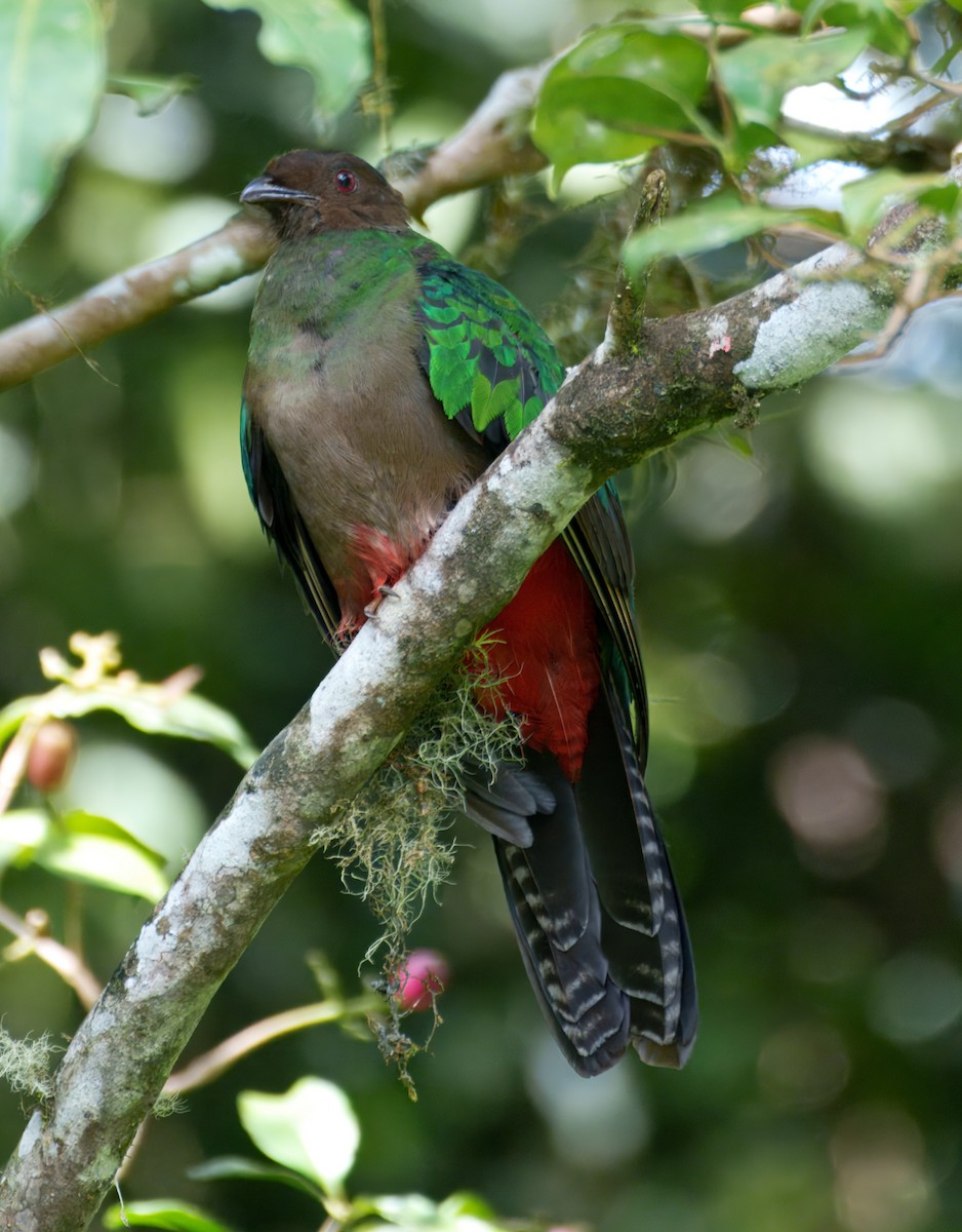 Crested Quetzal - ML645229041