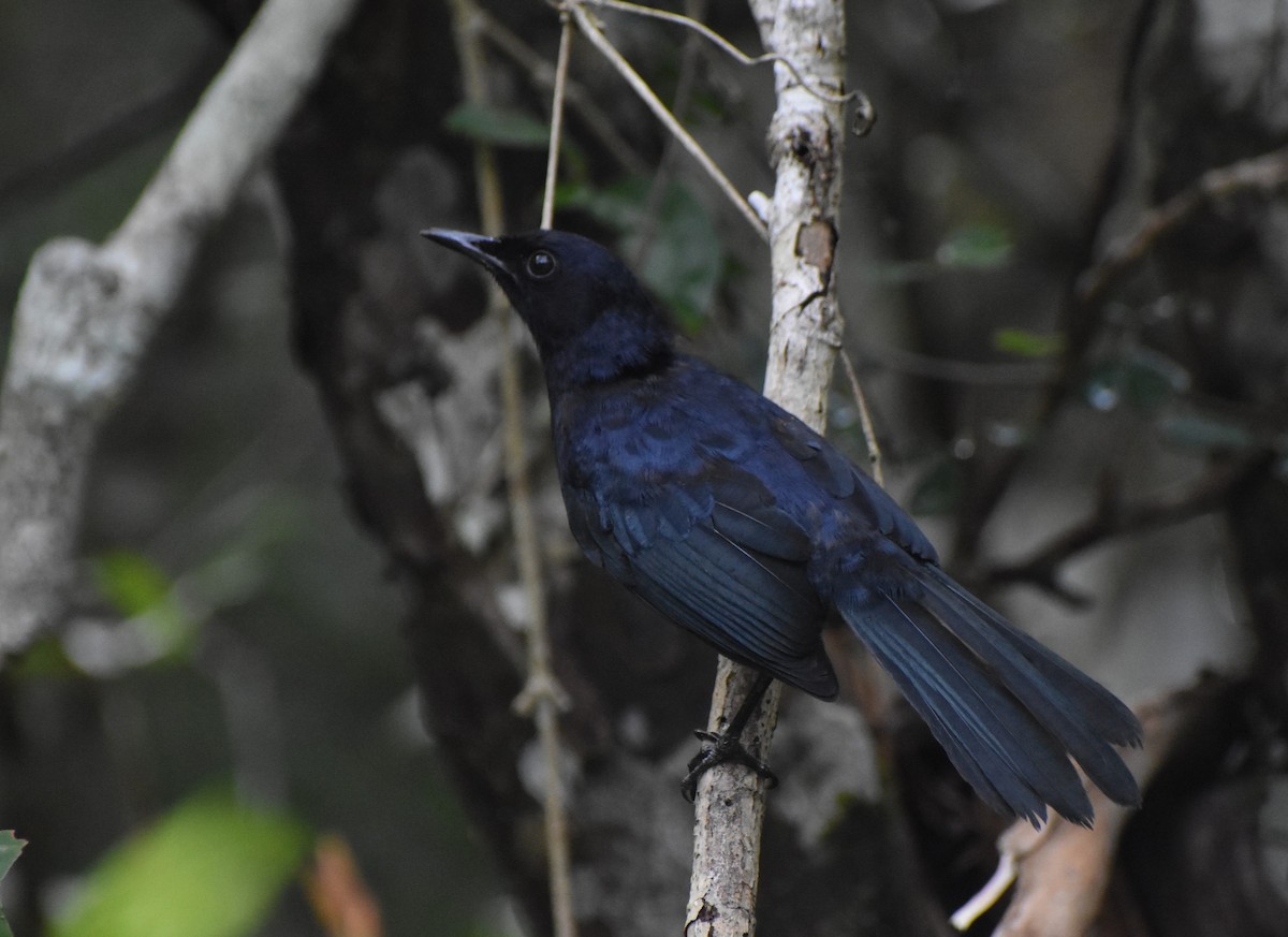 Black Catbird - ML645229043