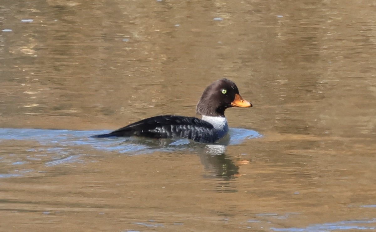 Murgilari islandiarra - ML645229059