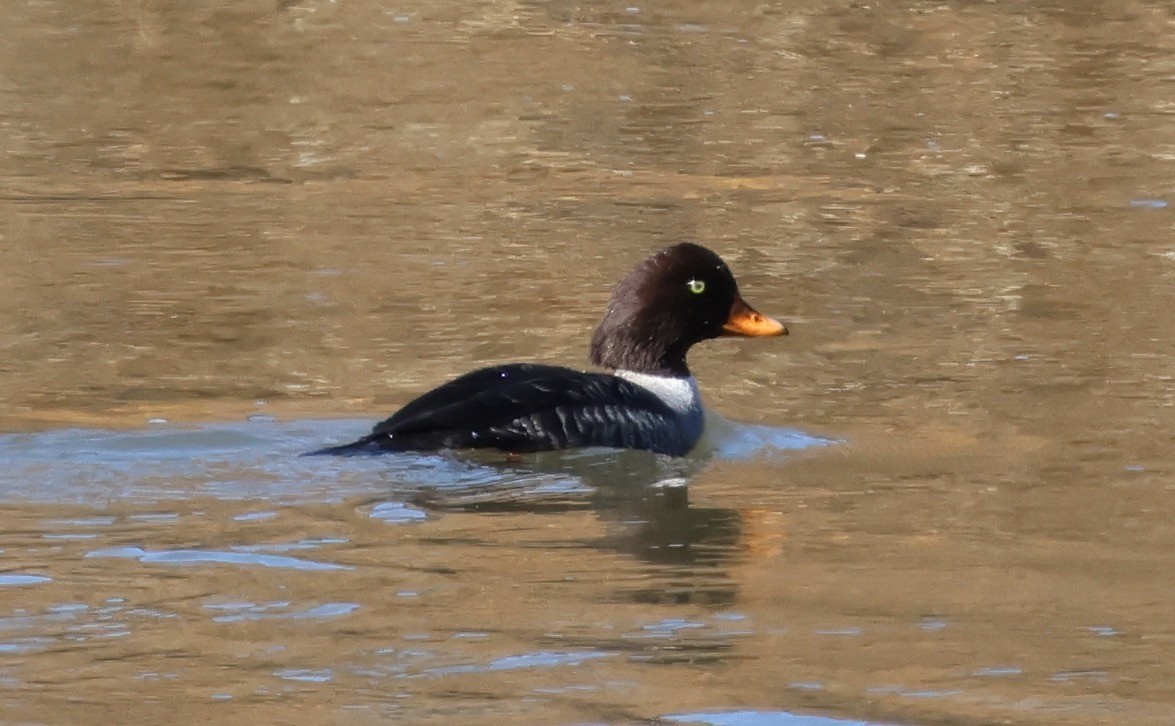 Murgilari islandiarra - ML645229060