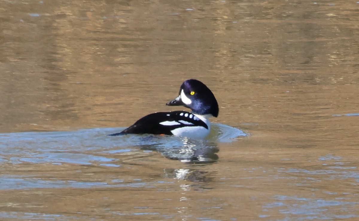 Murgilari islandiarra - ML645229061