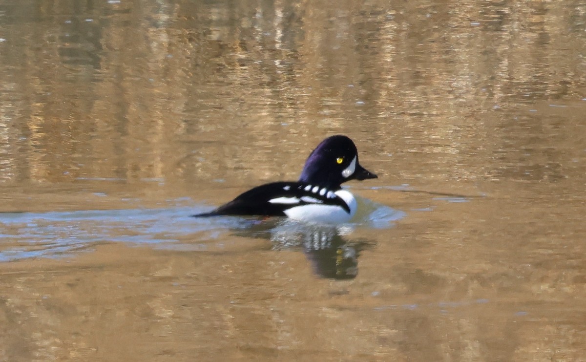 Murgilari islandiarra - ML645229062