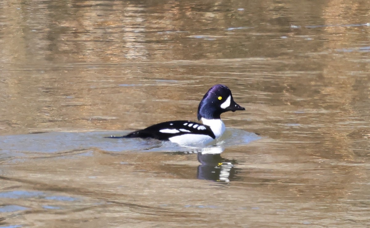 Murgilari islandiarra - ML645229065