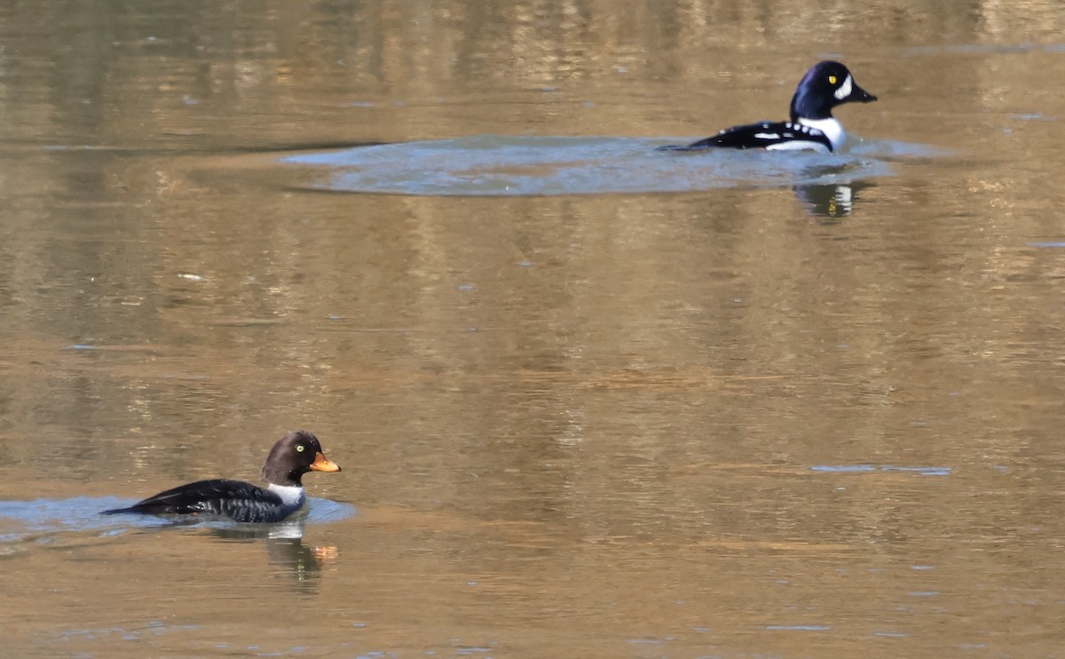 Murgilari islandiarra - ML645229067