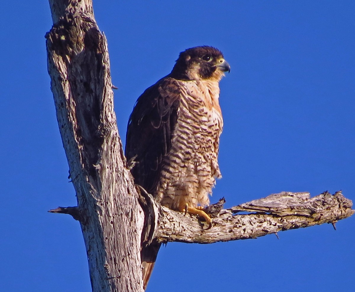 sokol stěhovavý - ML645229071