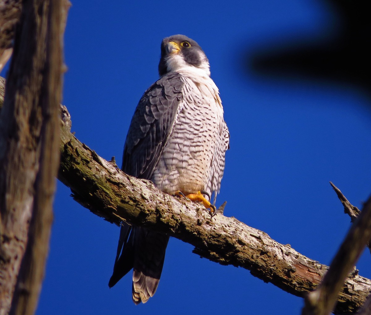 sokol stěhovavý - ML645229072