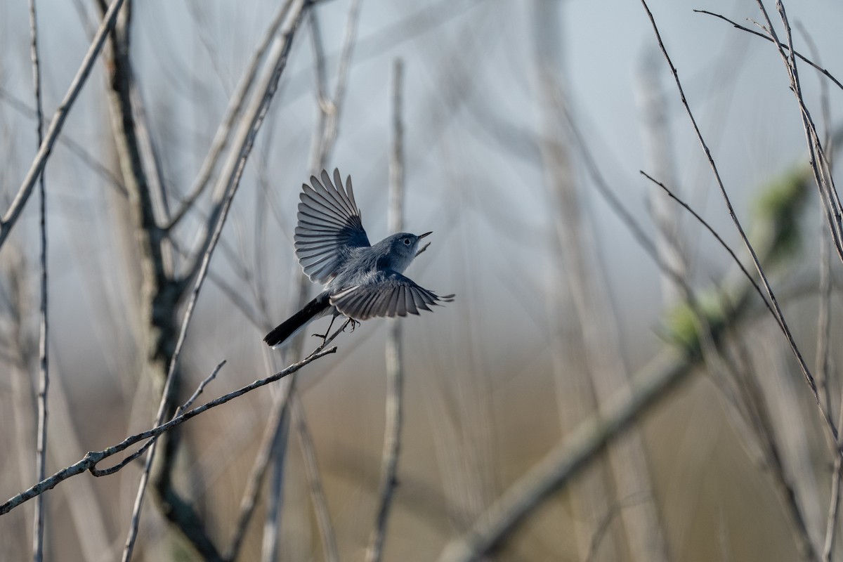 Perlita Grisilla - ML645229078