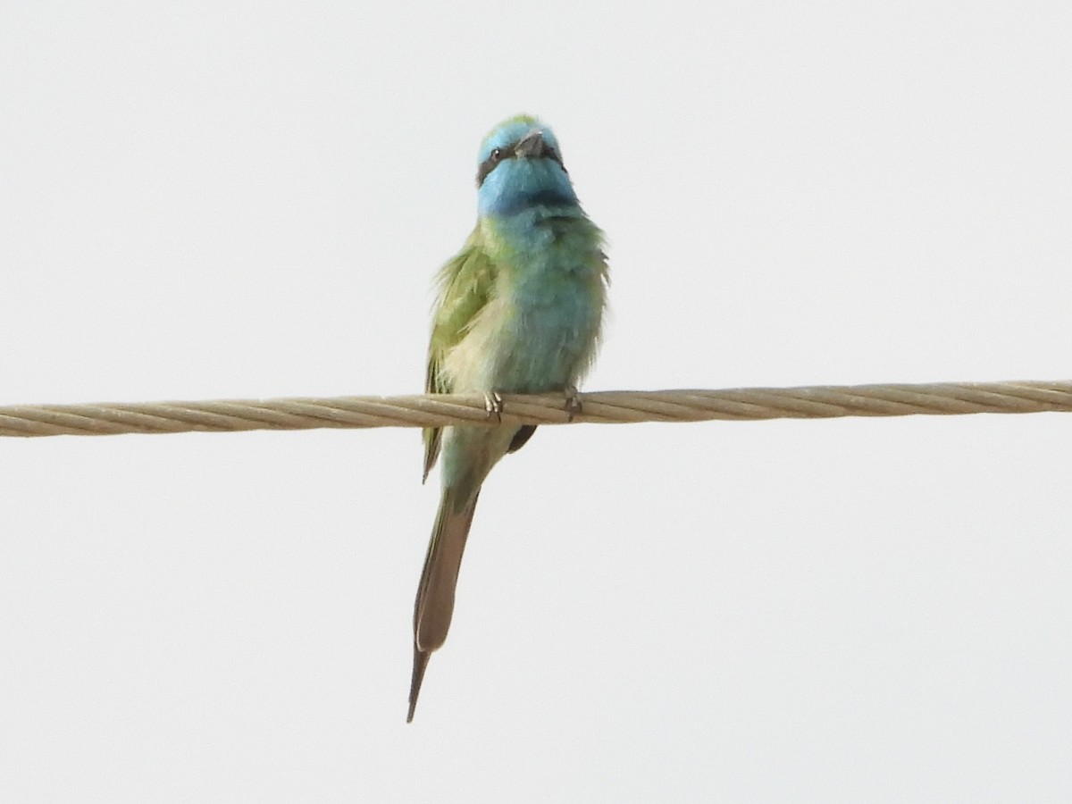 Arabian Green Bee-eater - ML645229084