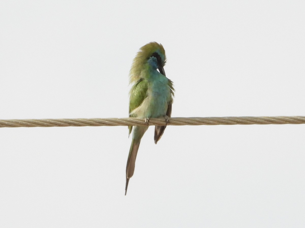 Arabian Green Bee-eater - ML645229085