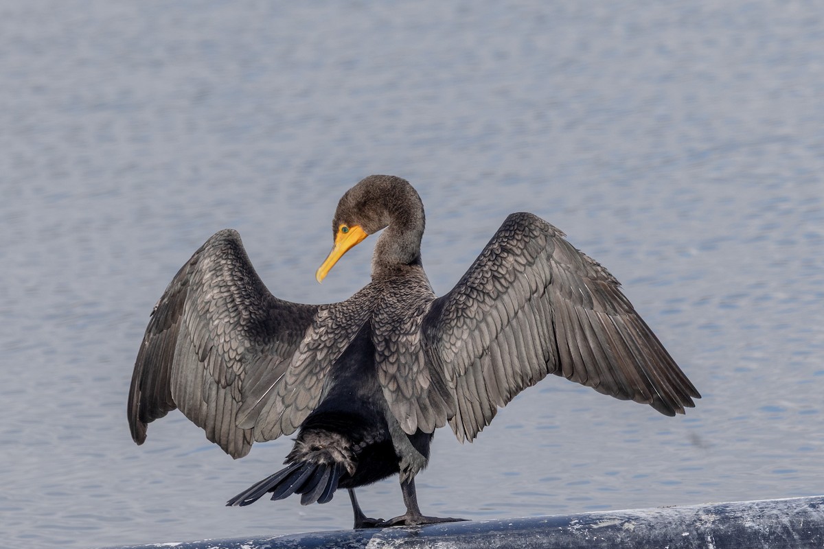 kormorán ušatý - ML645229087