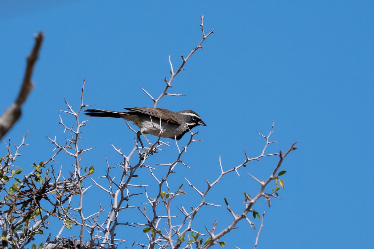 Black-throated Sparrow - ML645229088