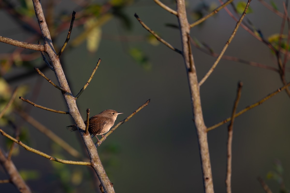 Northern House Wren - ML645229091