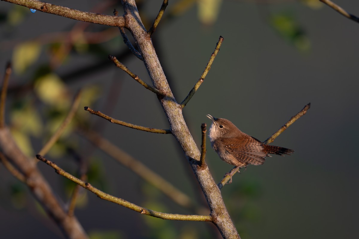 Northern House Wren - ML645229092