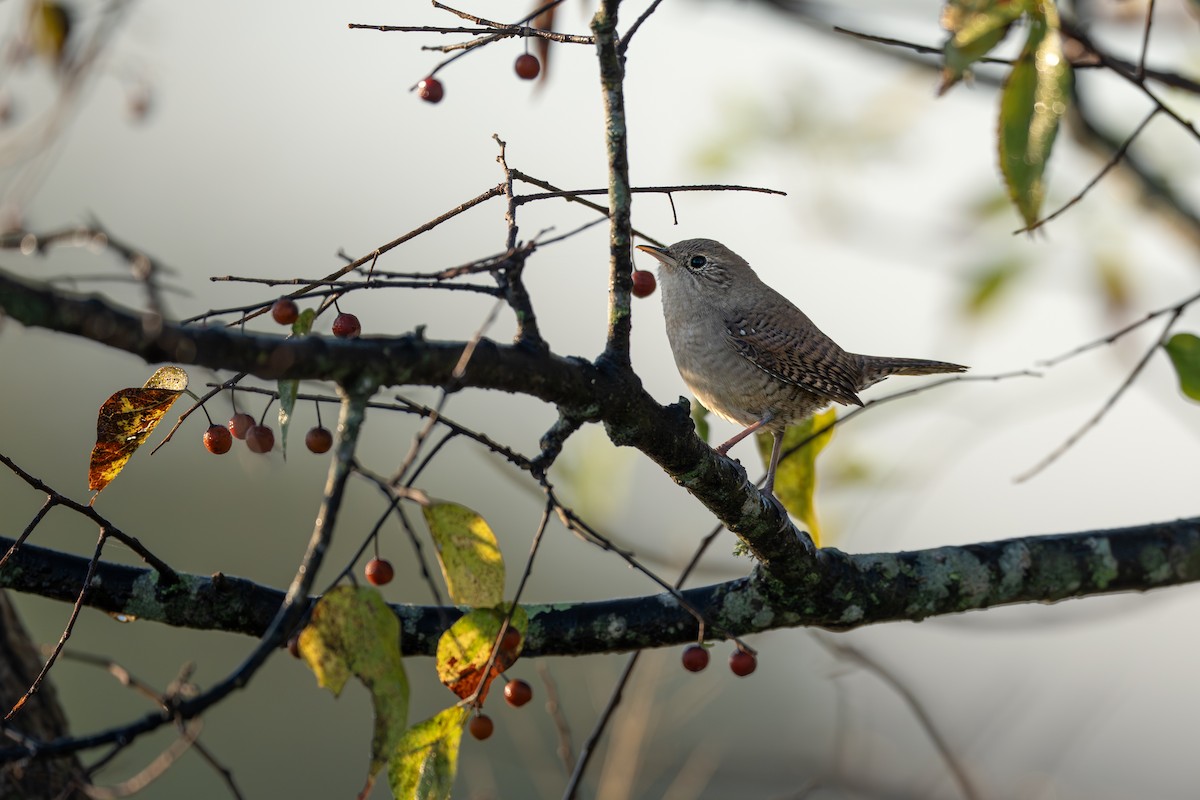 Northern House Wren - ML645229093