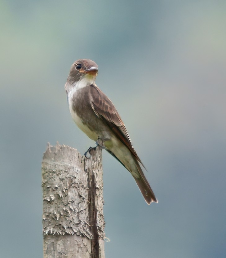 Olive-sided Flycatcher - ML645229094