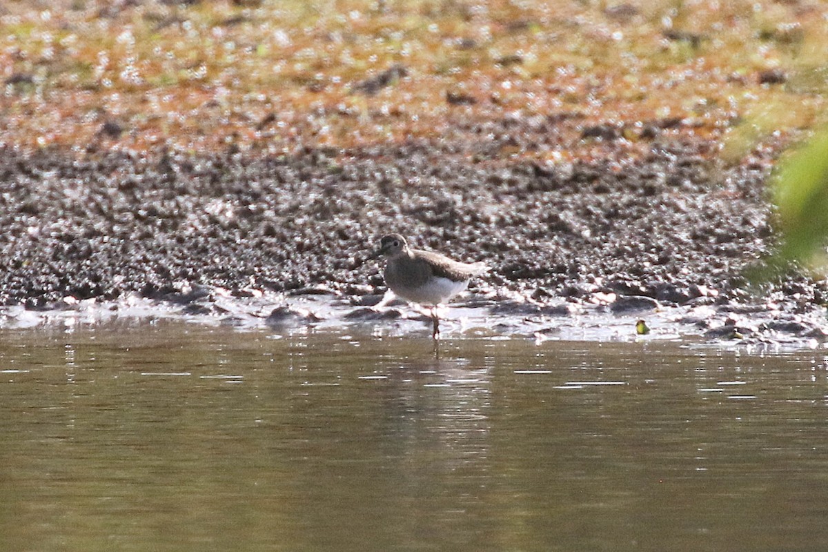 Solitary Sandpiper - ML645229097