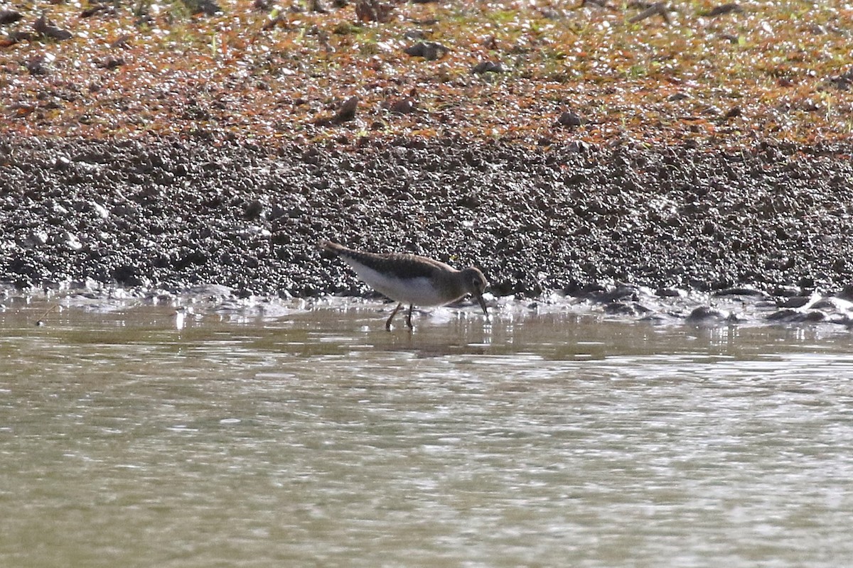 Solitary Sandpiper - ML645229098