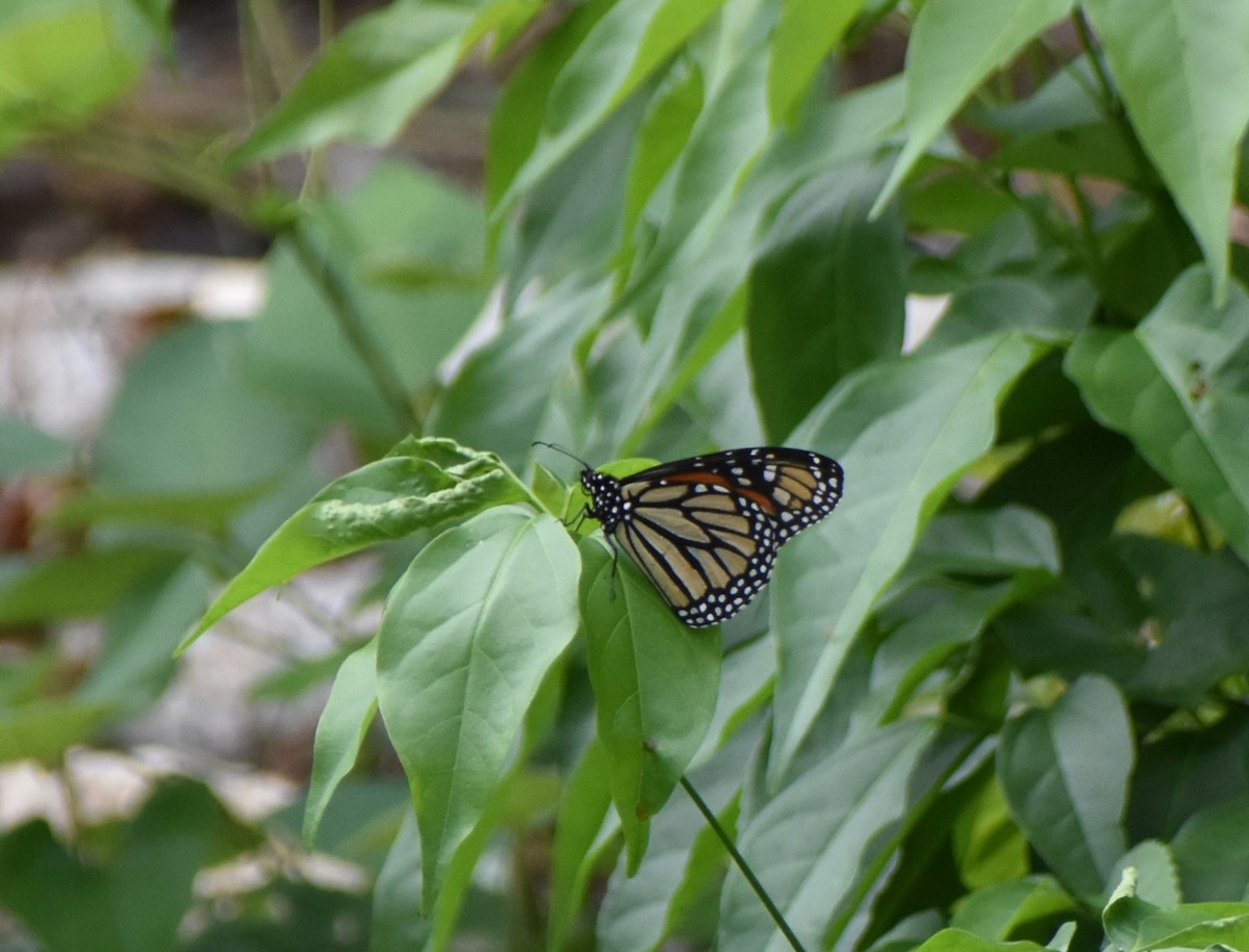 Monarch - ML645229102