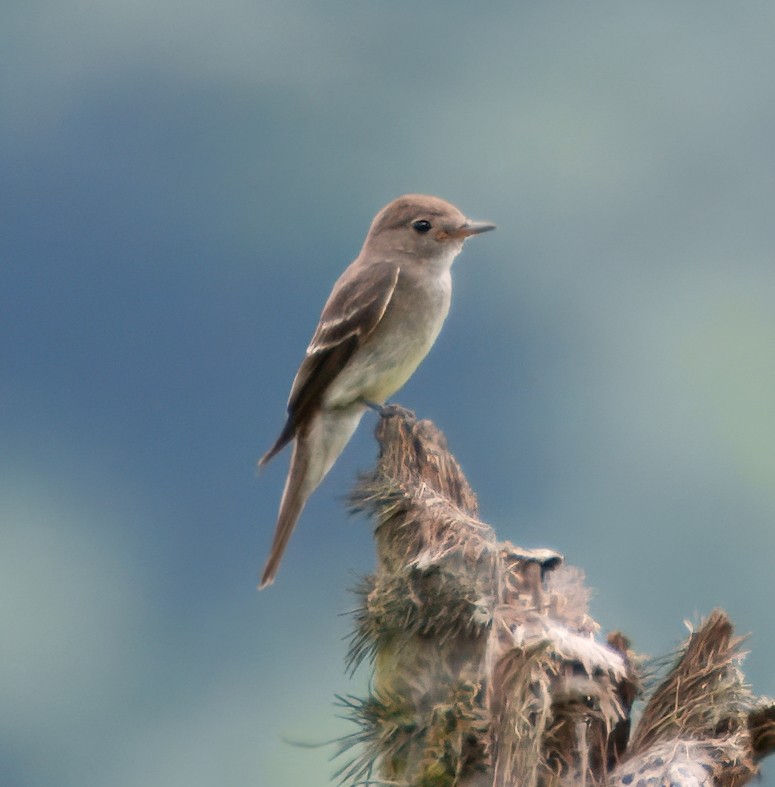 Western Wood-Pewee - ML645229107
