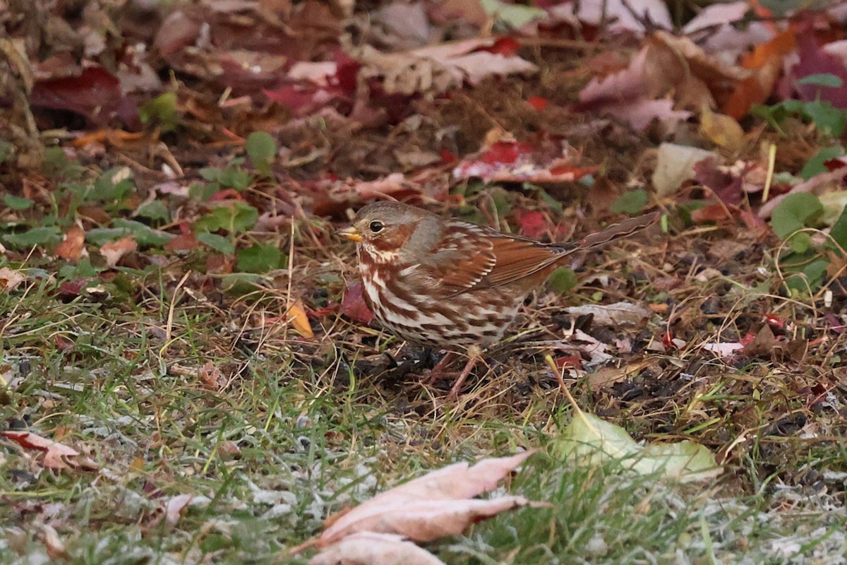 Fox Sparrow - ML645229129