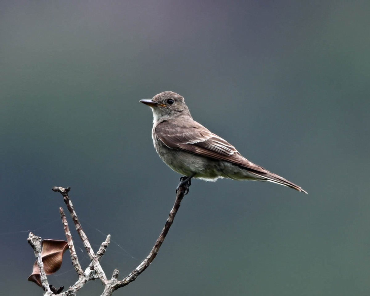 Olive-sided Flycatcher - ML645229133