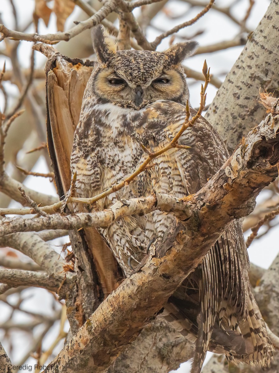 Great Horned Owl - ML645229135
